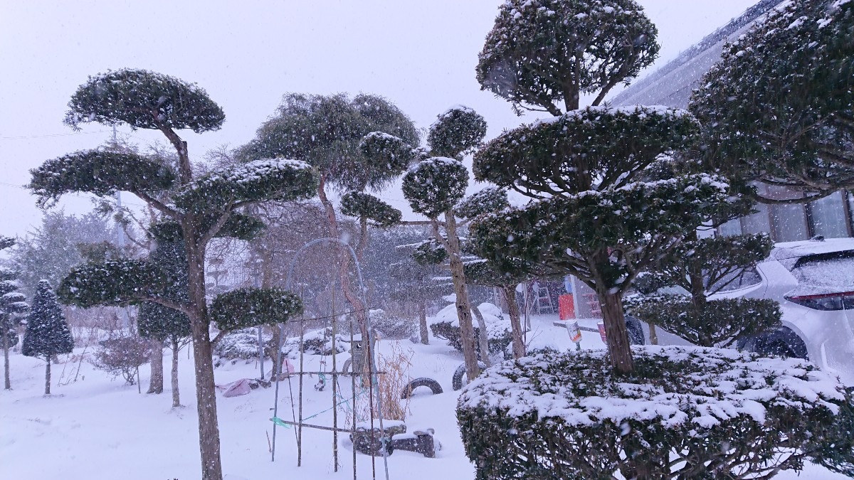 雪国生まれ雪国育ち❄️