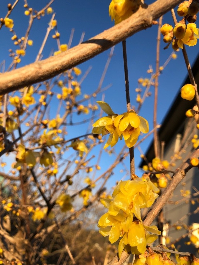 🌼今年も