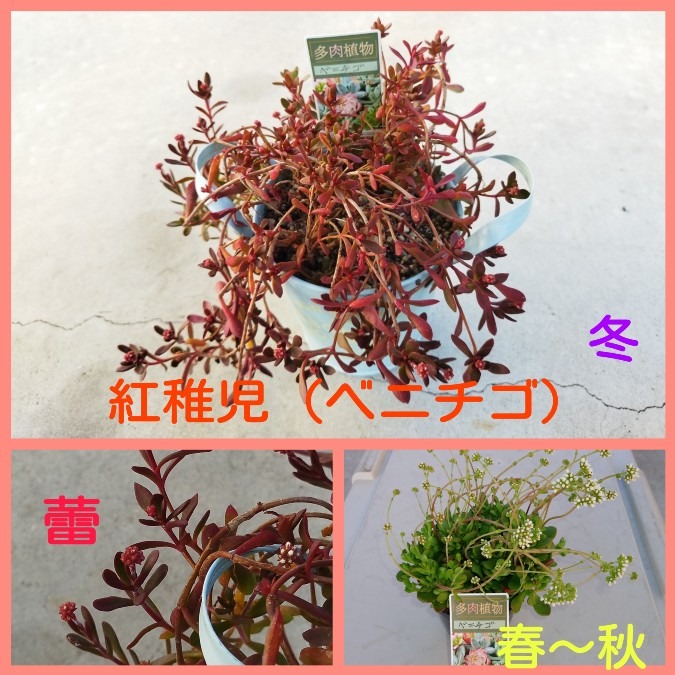 🌱多肉倶楽部🌵🤗　真っ赤に紅葉😊②