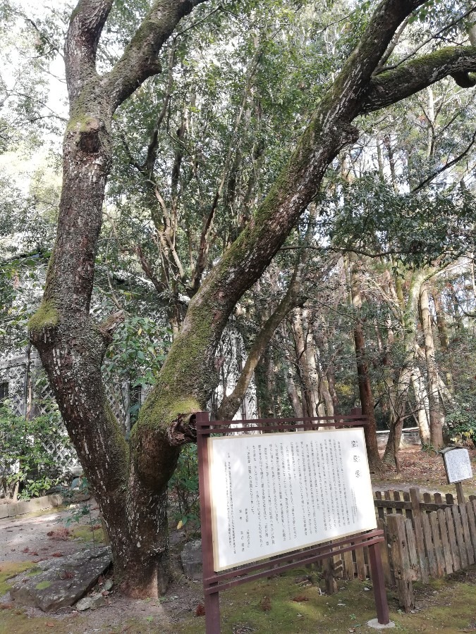 宮崎神社!