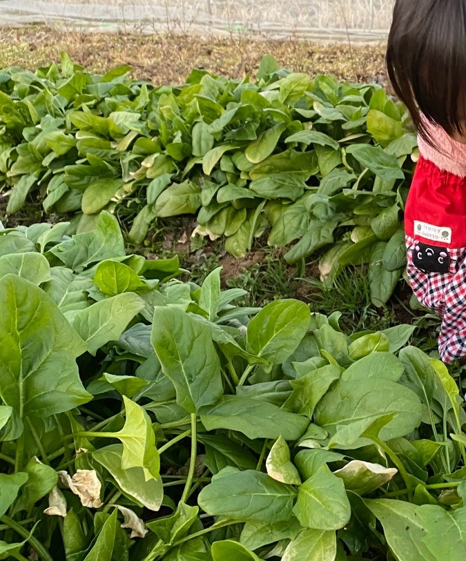 ほうれん草