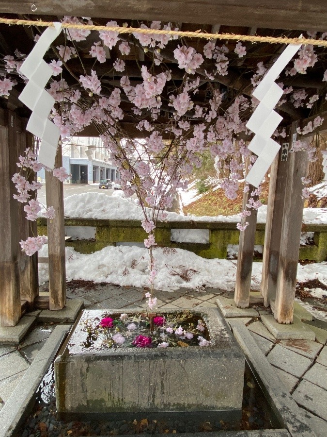 熊野大社さくら花手水⛩🌸