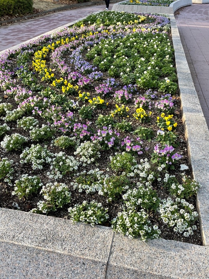 公園の花壇🌸