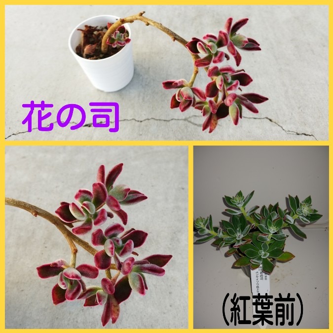 🌱多肉倶楽部🌵🤗　真っ赤に紅葉😊③