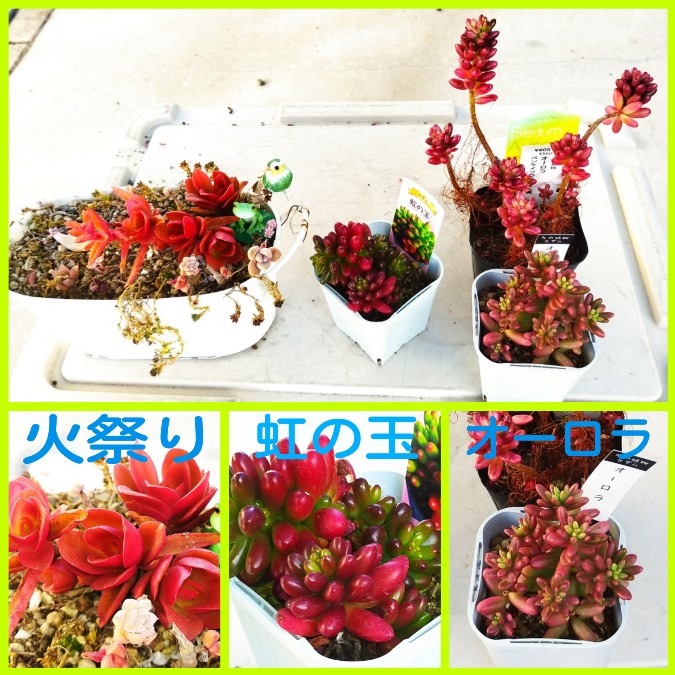 🌱多肉倶楽部🌵🤗　真っ赤に紅葉😊