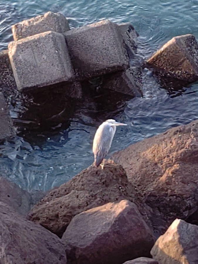 たまたま🐦️🦜