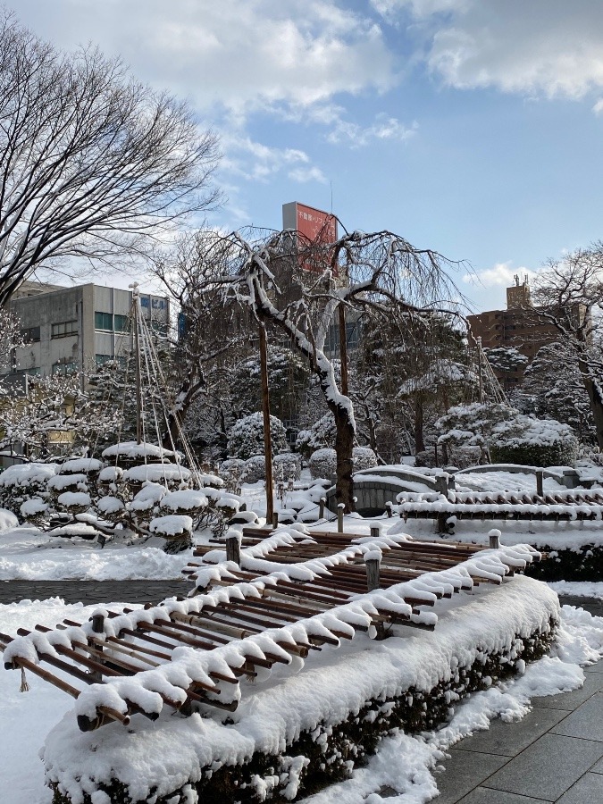 旧県庁前の庭❗️