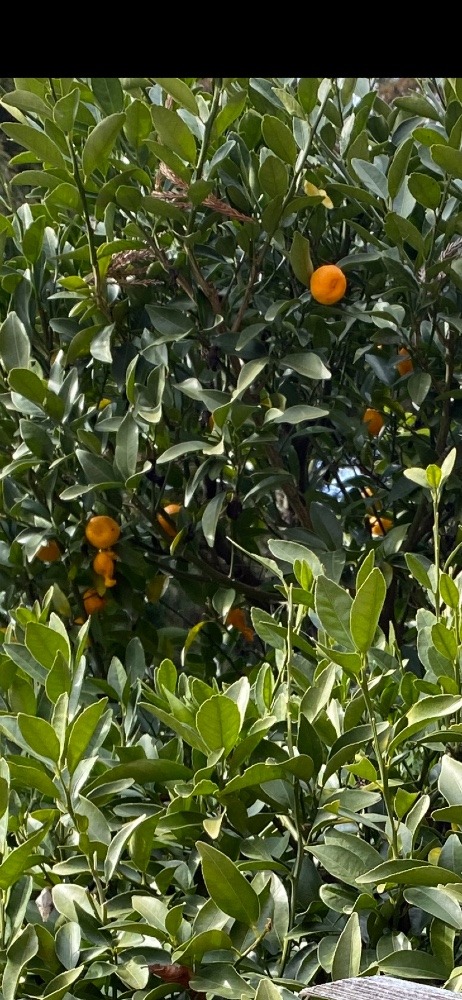 橘🌸