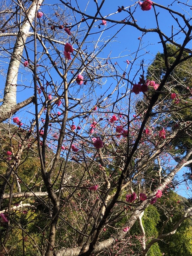 鋸南日本寺に梅の花