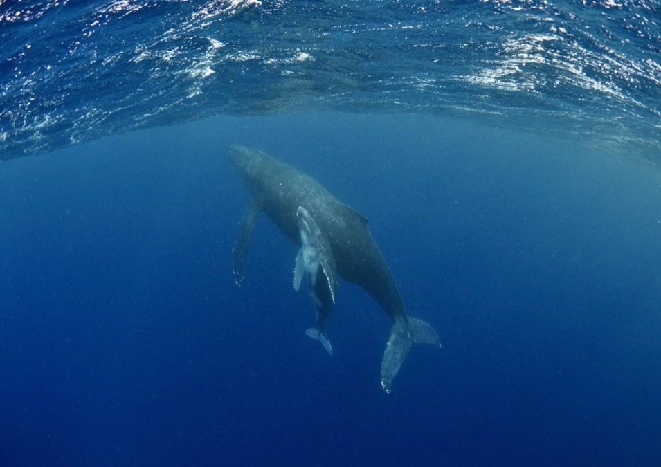 沖縄の親子クジラ