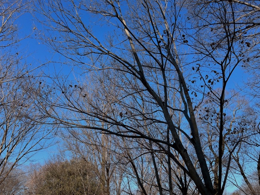 【朝の空】