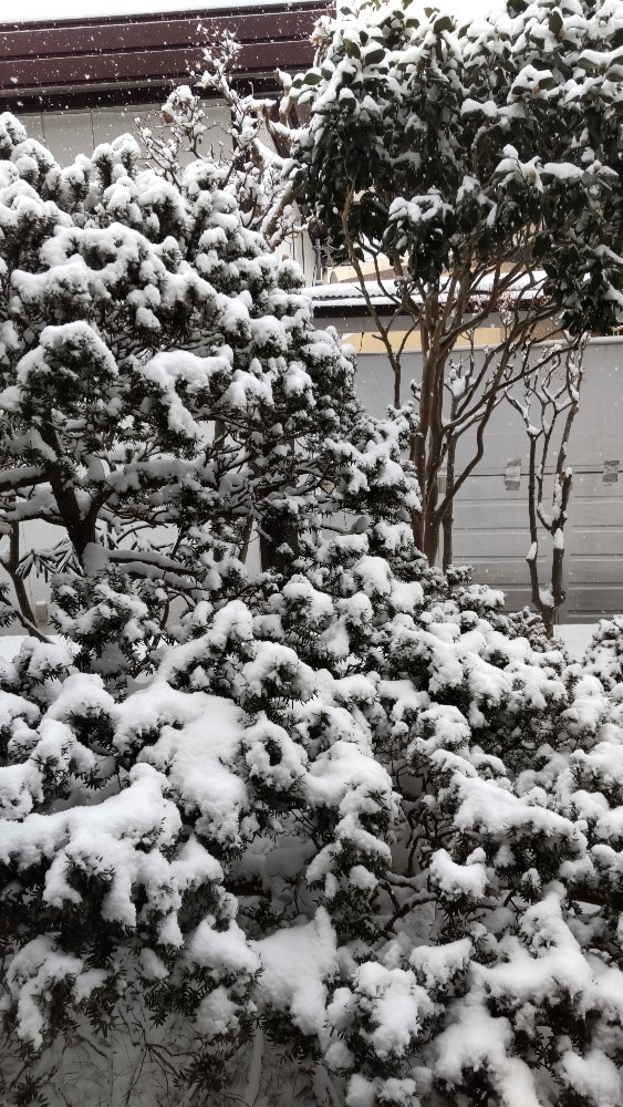 今季、初めての積雪