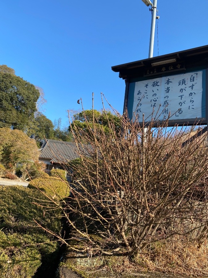 ばーちゃんの田舎のお寺さん❣️