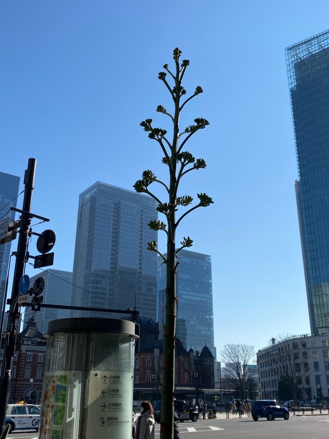 100年に一度の花が咲きそう😍✨