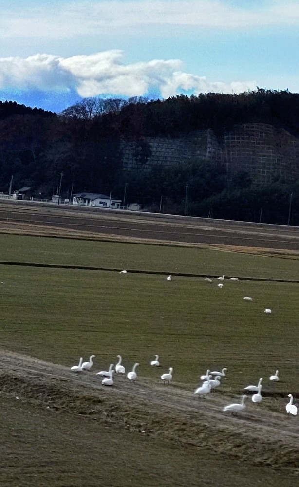 体を休める、白鳥達❗️