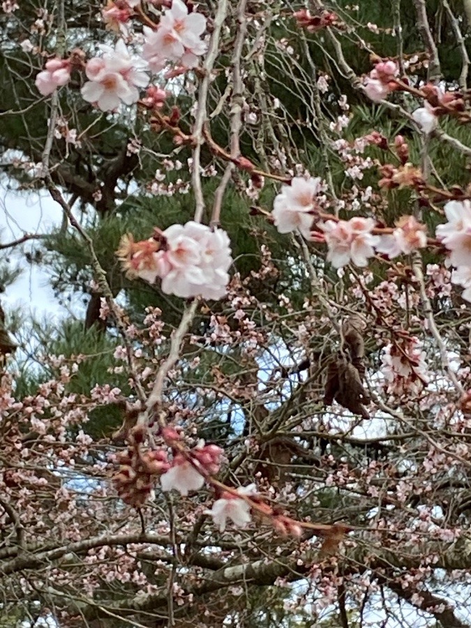 竹駒神社の桜🌸🌸🌸