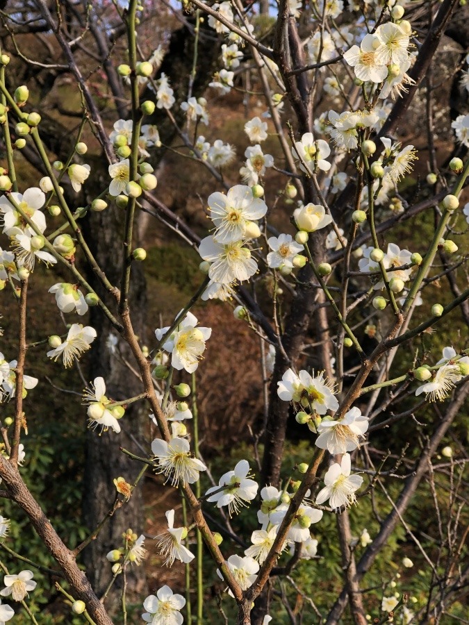 梅の花