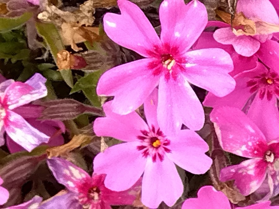 芝桜が開花①