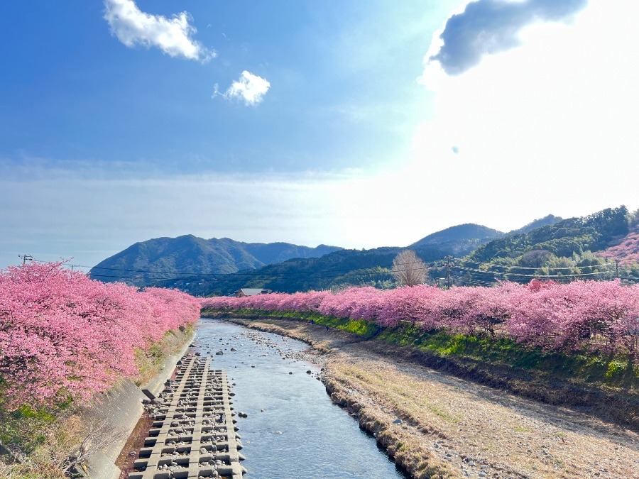 河津桜　（静岡県河津町）