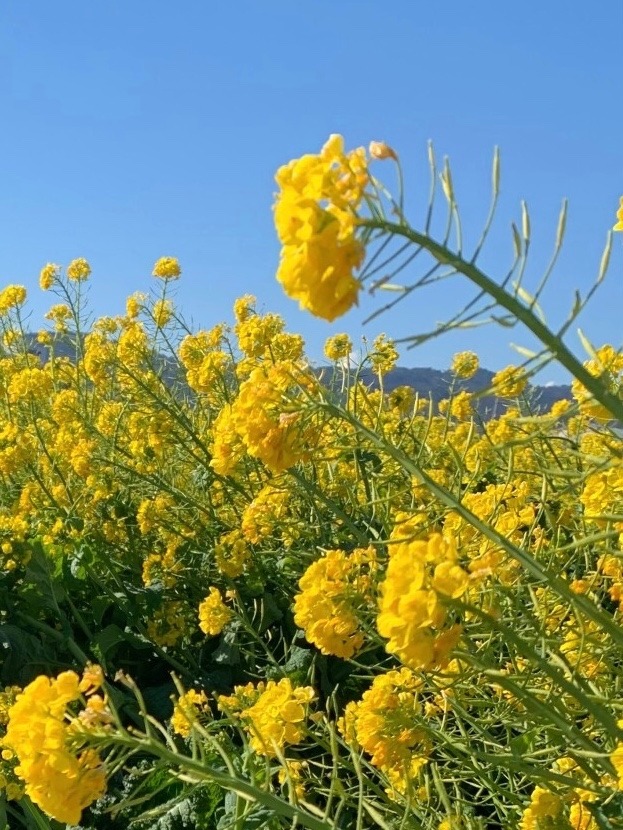 南房総の満開の菜の花❣️