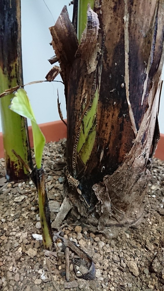 バナナの木は部屋の中🍌