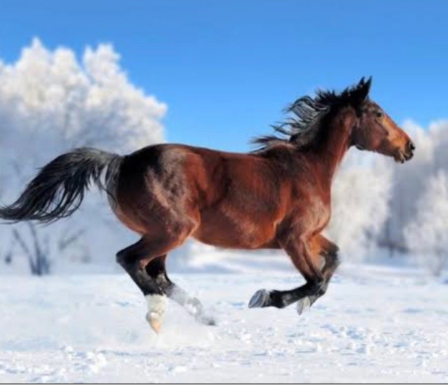 今日も素敵な馬がゲームの中で走っています🐎😍✨