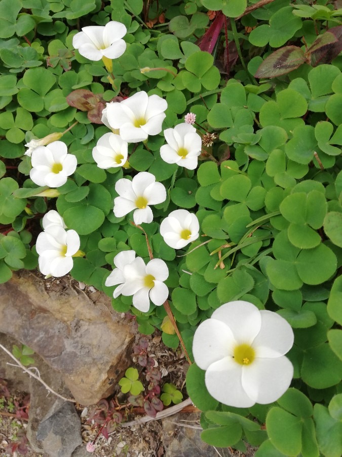 三つ葉の花!