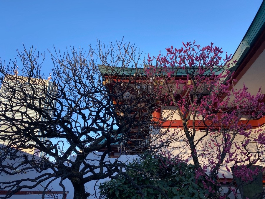 日枝神社の梅