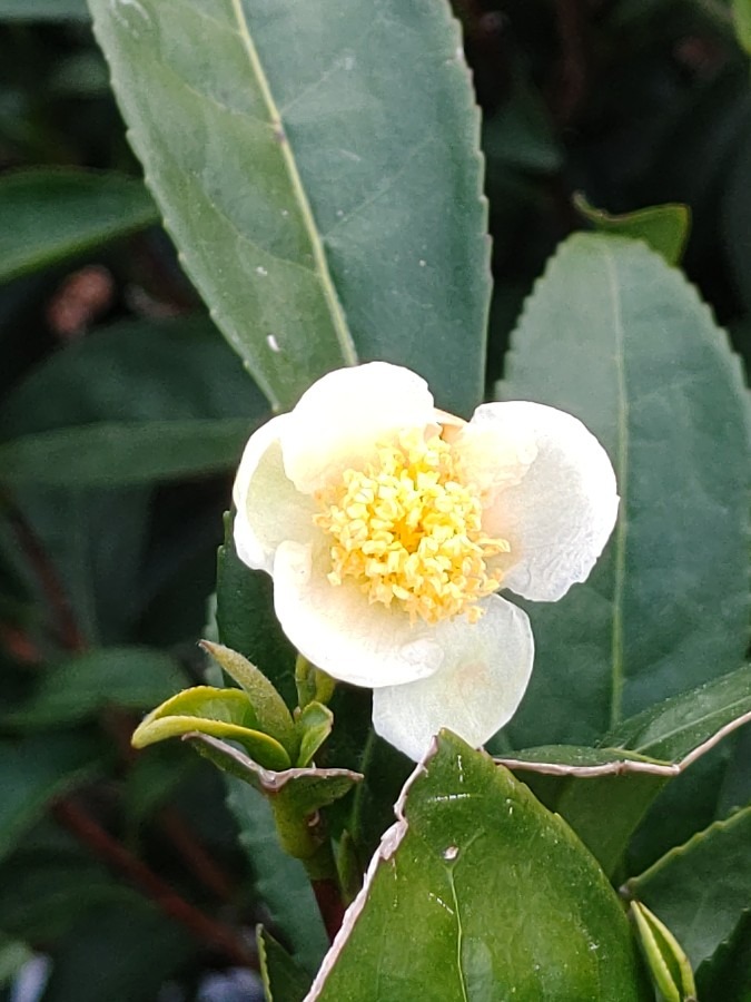 お茶の花💠🌻