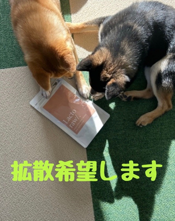 ペット用のラクトロー🐕🐈