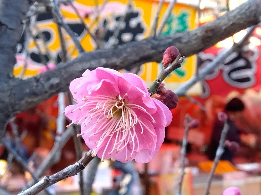 天満宮の梅の花は二分咲き①