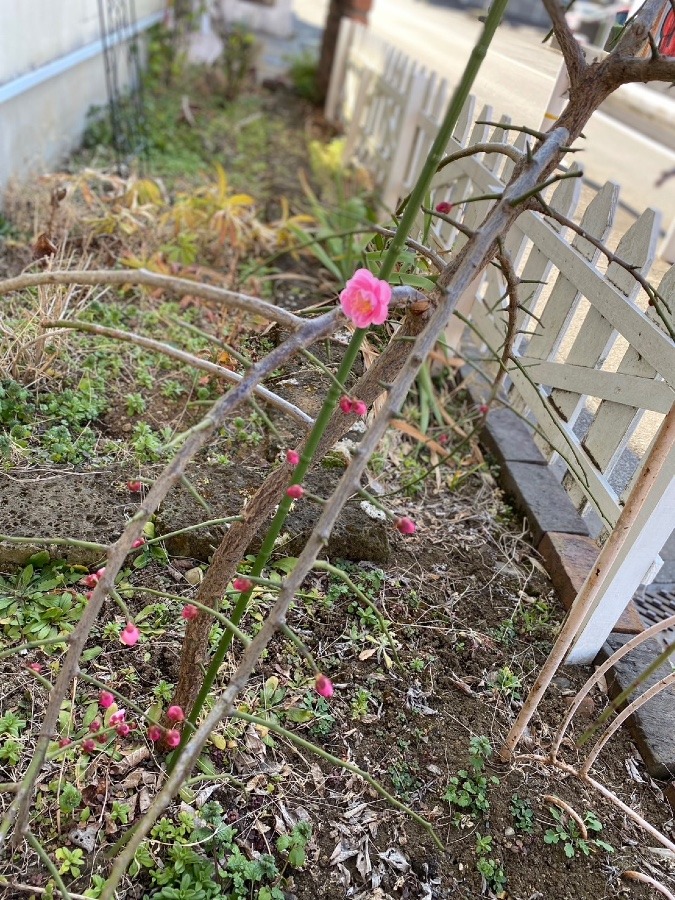 心惹かれたもの