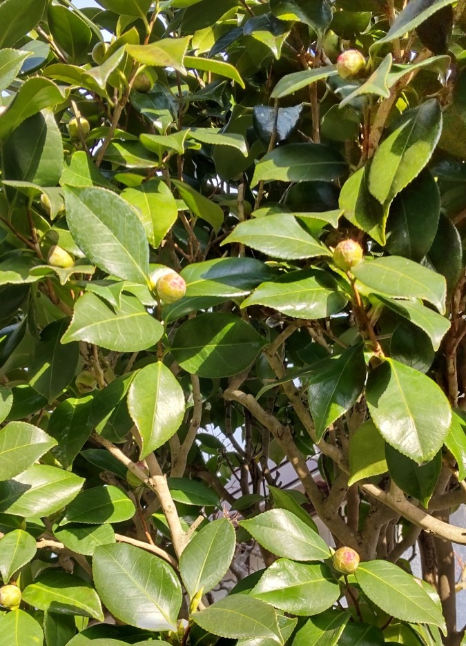 沢山の寒椿の蕾達。