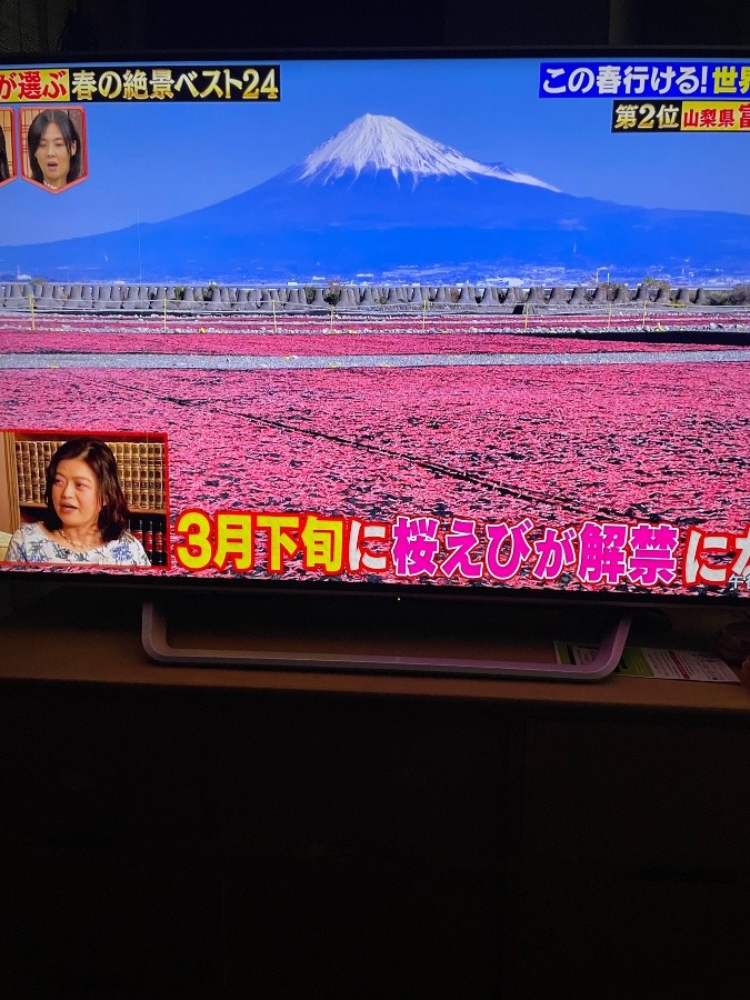 富士山と桜海老