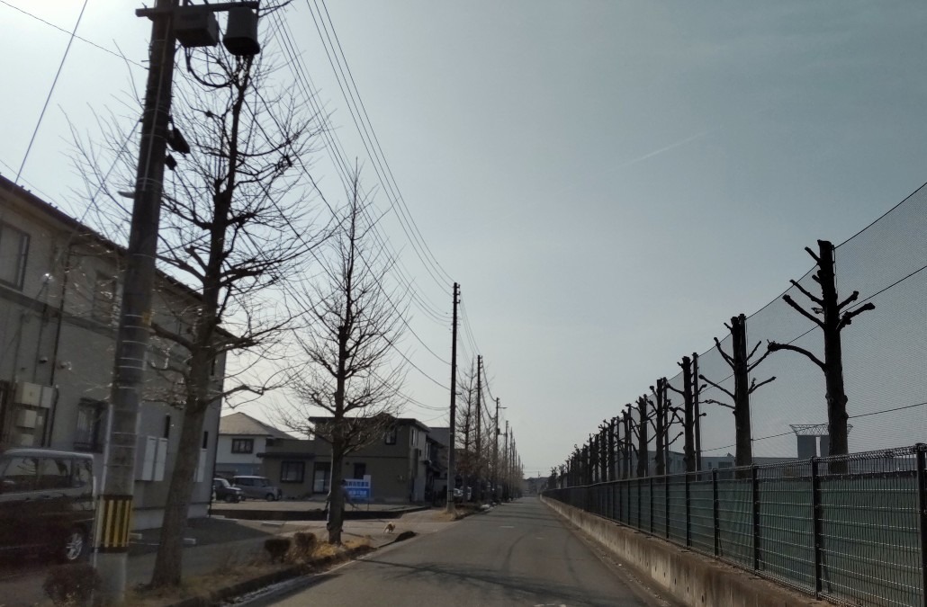 春を待つ準備完了の、街路樹。