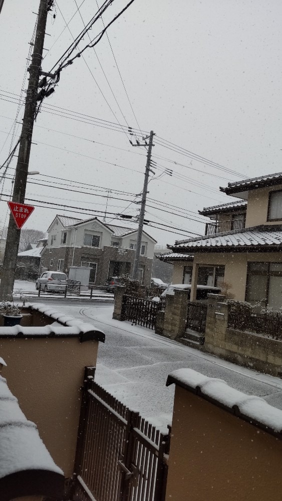 予報通り、昼頃から雪です。