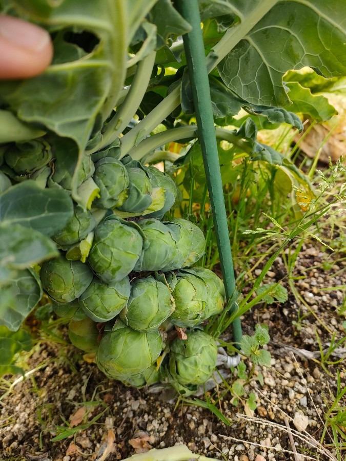 芽キャベツの収穫