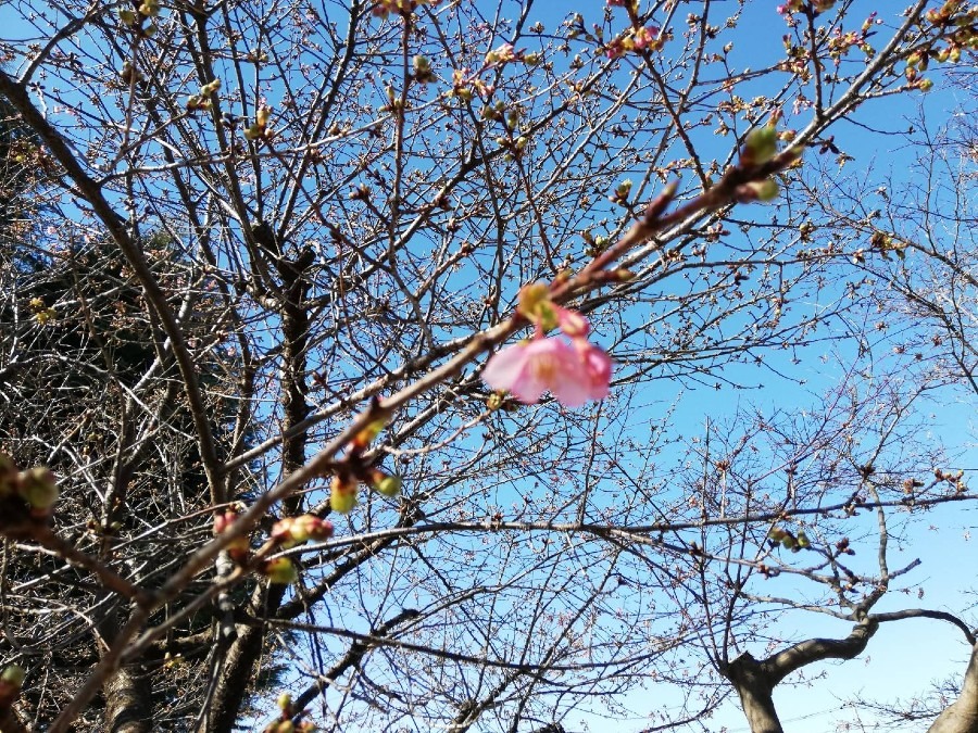 春が来た