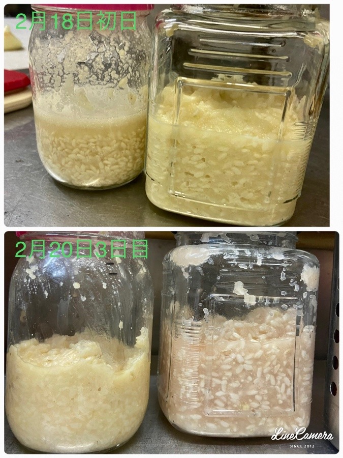 麹のその後3日目