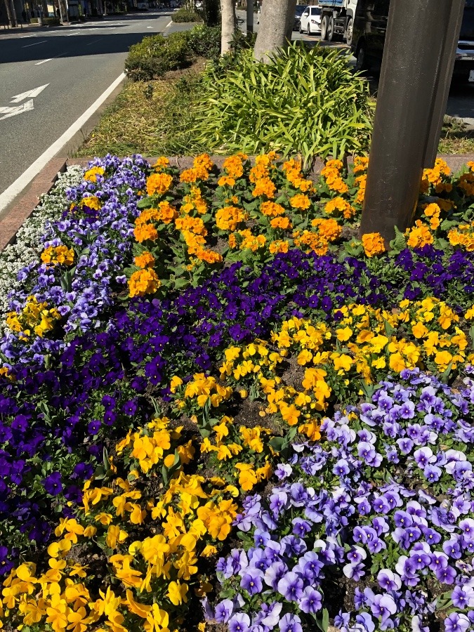 横断歩道