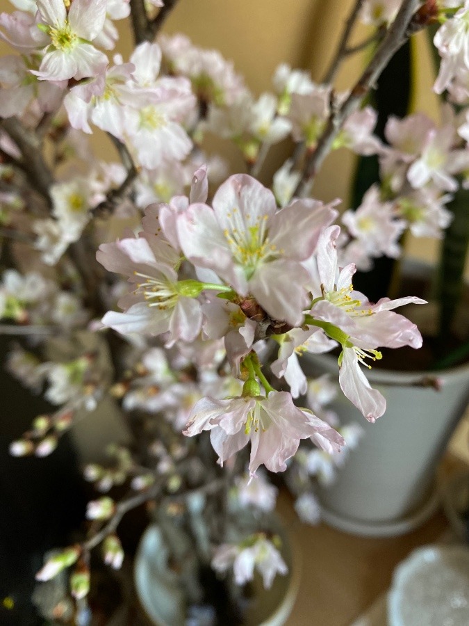 満開の啓翁桜🌸🌸🌸