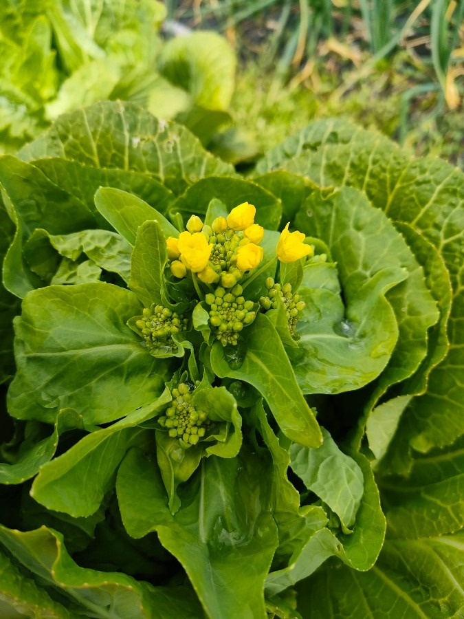 希少価値高い白菜のとう立ち菜