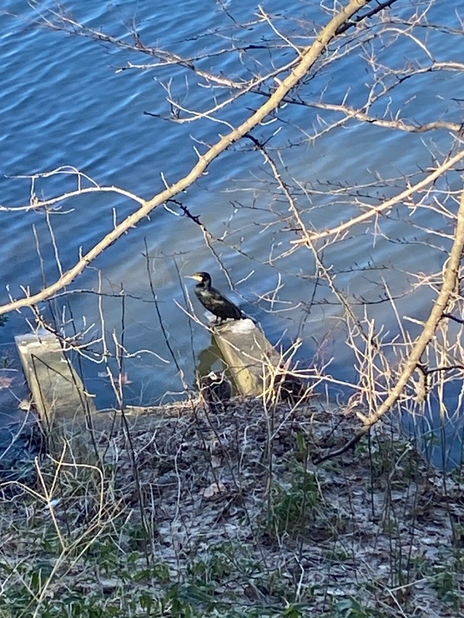 黒いけどカラスではない❗️