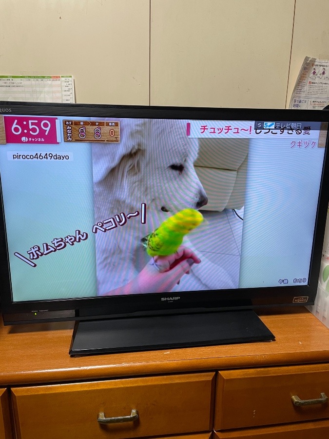 犬とインコ