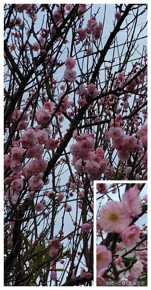 💠寒桜が満開💠