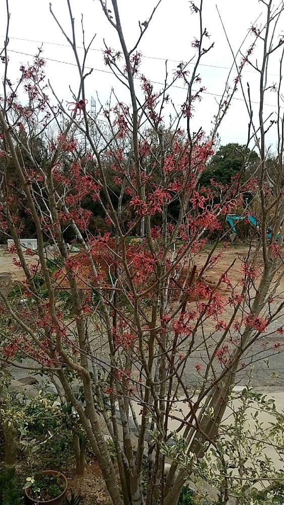 まんさくの花