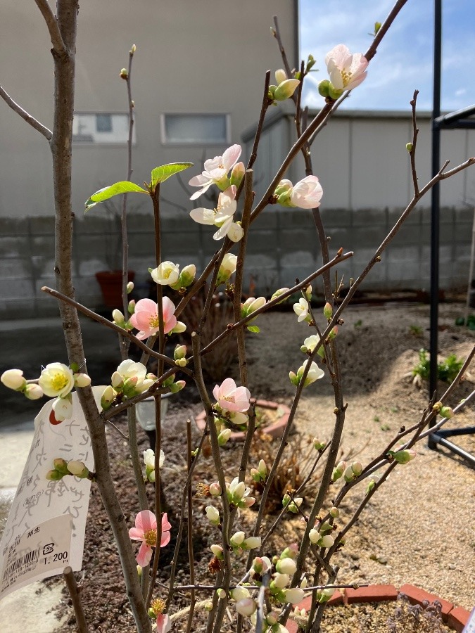 何の花だろう、、