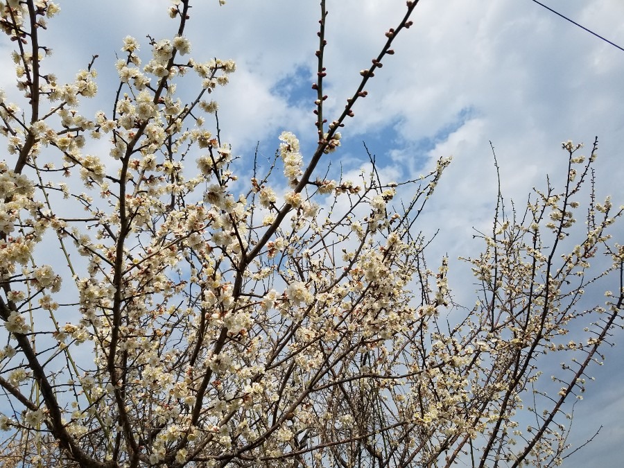 梅の花