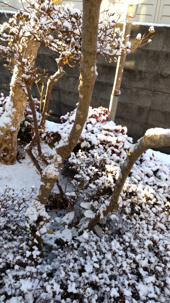 幼い南天に、積もった雪