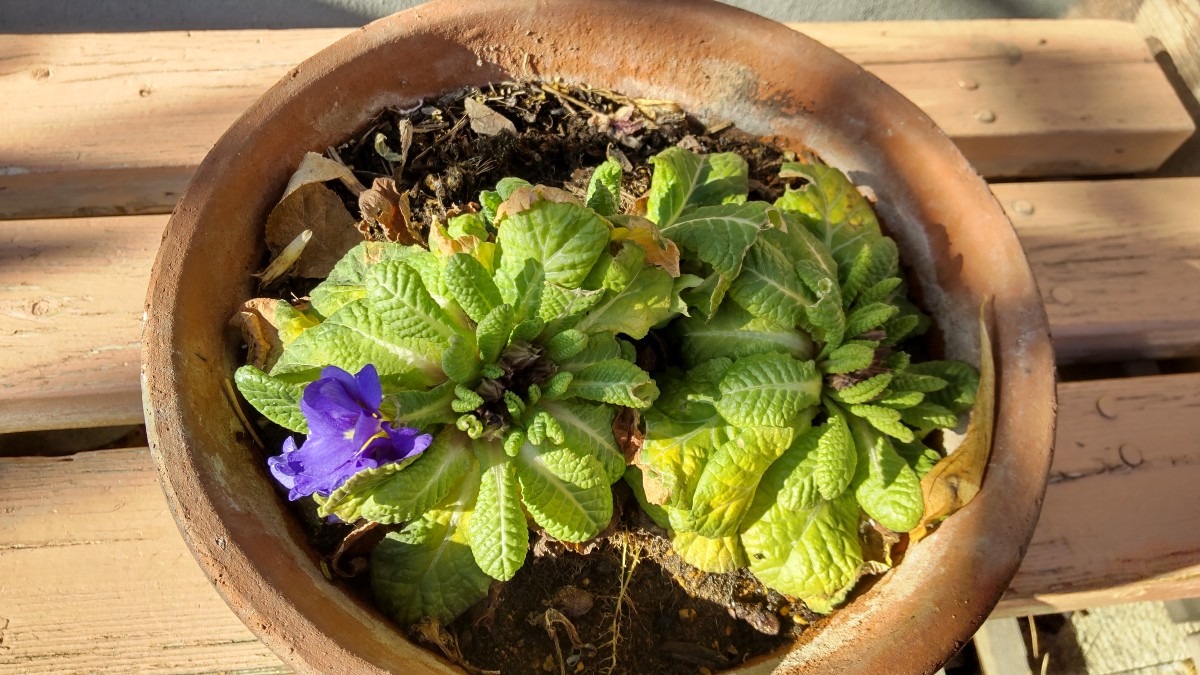 エッ、いつの間に、鉢植えに花が咲いてる❗️